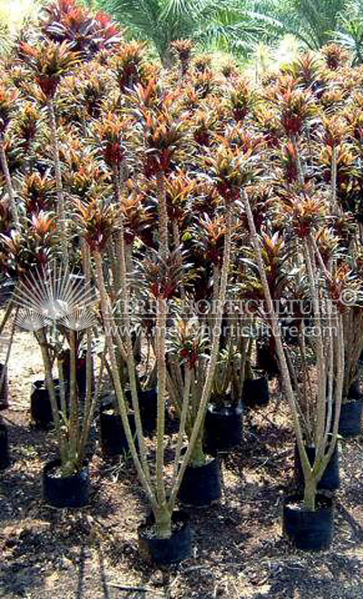 Cordyline compacta red spp